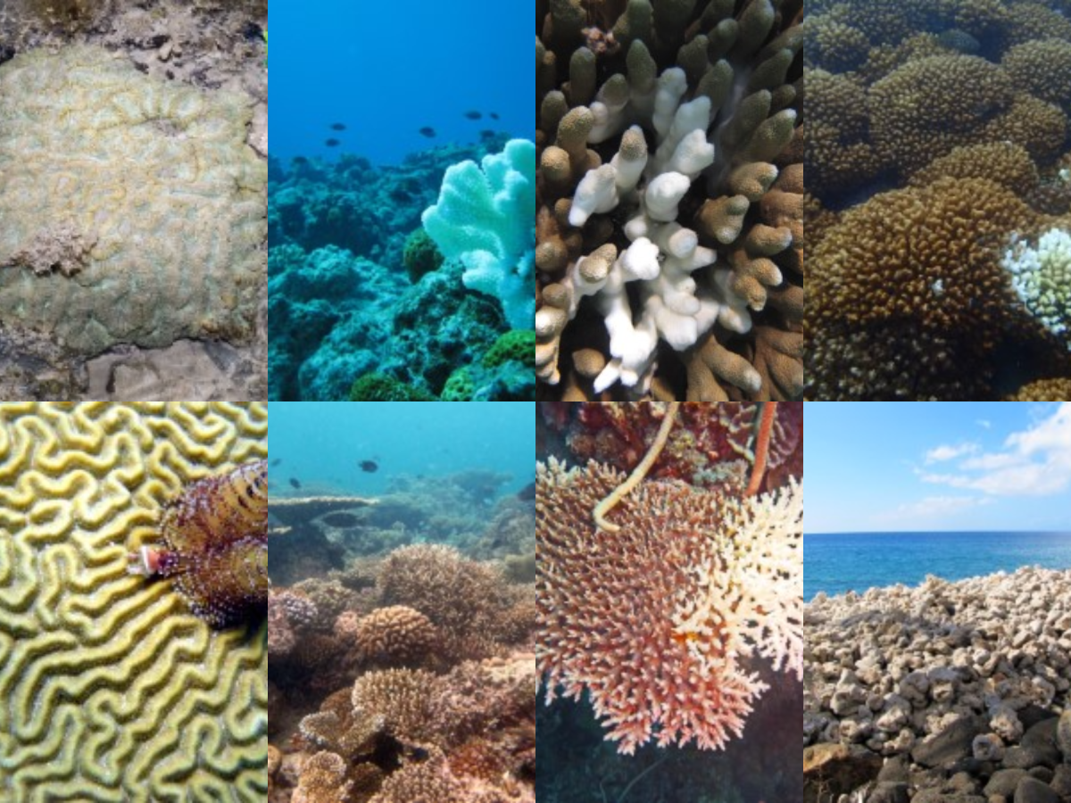 Coral Reef Health Analysis